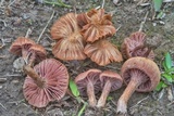 Laccaria bicolor image