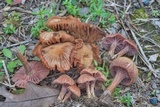 Laccaria bicolor image