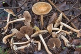 Agrocybe sororia image