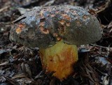 Boletus leptospermi image