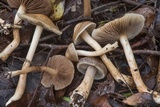 Agrocybe sororia image