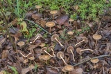 Agrocybe sororia image