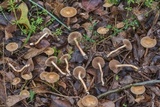 Agrocybe sororia image