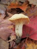 Cuphophyllus pratensis image