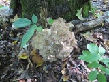 Grifola frondosa image