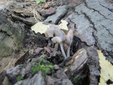 Helvella elastica image