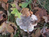 Tricholoma acris image