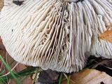 Tricholoma acris image