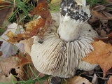 Tricholoma acris image
