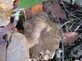 Tricholoma acris image