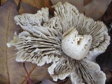 Tricholoma acris image