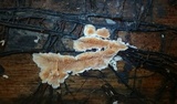 Steccherinum ochraceum image