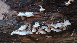 Steccherinum ochraceum image