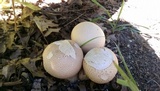 Calvatia cyathiformis image