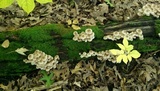 Clitocybula abundans image
