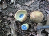 Gyroporus cyanescens image