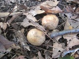 Gyroporus cyanescens image