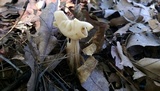 Helvella crispa image