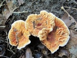 Hydnellum aurantiacum image