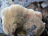 Hydnellum aurantiacum image