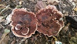 Hydnellum concrescens image