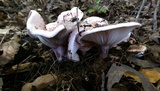 Hygrophorus russula image