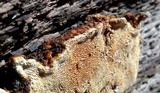 Neoantrodia serialiformis image