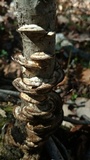 Bjerkandera adusta image