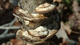 Bjerkandera adusta image
