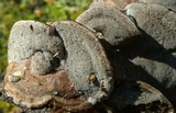 Bjerkandera adusta image