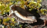 Bjerkandera adusta image
