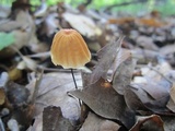 Marasmius siccus image