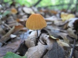 Marasmius siccus image