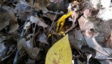Clavulinopsis laeticolor image