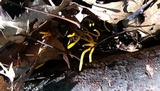 Clavulinopsis laeticolor image