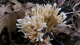 Tremellodendron schweinitzii image