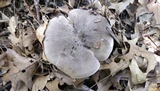 Tricholoma acris image