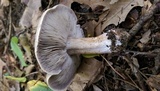 Tricholoma acris image