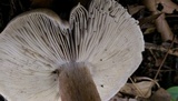Tricholoma acris image