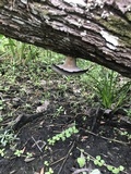 Polyporus craterellus image