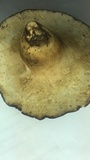 Polyporus craterellus image