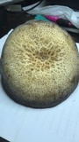 Polyporus craterellus image