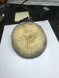 Polyporus craterellus image
