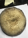 Polyporus craterellus image