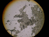 Gastropila fumosa image
