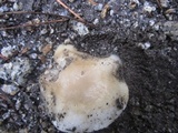 Hygrophorus gliocyclus image