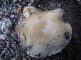 Hygrophorus gliocyclus image