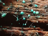 Dendrostilbella smaragdina image