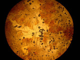 Discina ancilis image