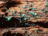 Dendrostilbella smaragdina image